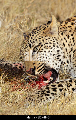 Männliche Leoparden (Panthera Pardus) Fütterung auf seine Beute, Sabie Sand Naturschutzgebiet, Südafrika Stockfoto