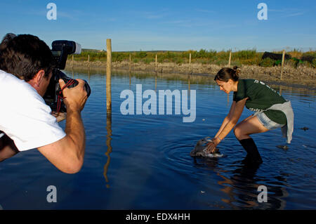 Lagune Fuente de Piedra, Release Flamingos nach Ringe und misst, Rosaflamingo (Phoenicopterus Ruber) Stockfoto