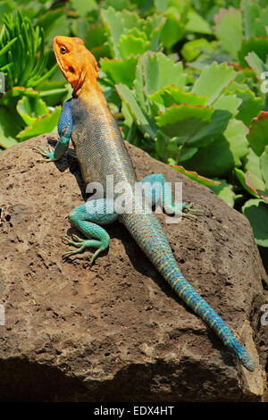 Männliche Regenbogen Agama (Agama Agama) in hellen Zucht Farben, Amboseli Nationalpark, Kenia Stockfoto