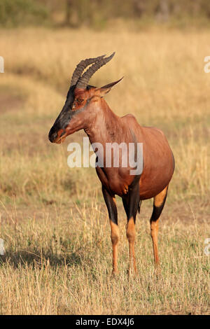 Eine Topi Antilope (Damaliscus Korrigum), Masai Mara National Reserve, Kenia Stockfoto