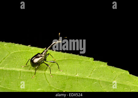 Attelabidae ist eine weit verbreitete Familie der Rüsselkäfer. Sie gehören zu den primitiven Rüsselkäfer, wegen ihrer geraden Antennen. Attelab Stockfoto