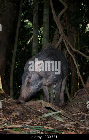 Das Wildschwein (Sus Scrofa), auch bekannt als das wilde Schwein [oder eurasischen Wildschwein ist ein Suid native zu viel von Eurasia, Nordafrika Stockfoto