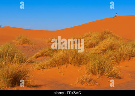 Merzouga, Erg Chebbi, Merzouga Sanddünen, die Wüste Sahara, Marokko, Maghreb, Nordafrika Stockfoto