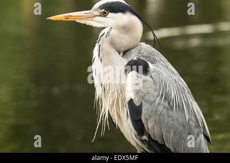 Graureiher vogel Seite anzeigen Schließen. Stockfoto
