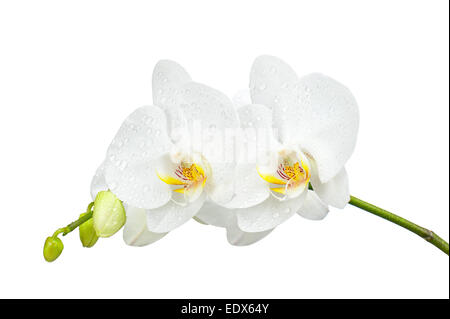 Fünf Tage alte weiße Orchidee mit Wassertropfen isoliert auf weißem Hintergrund. Closeup. Stockfoto