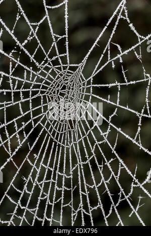 Spinnennetz in Eiskristalle nach starkem Frost bedeckt. Stockfoto