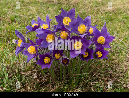 Reihe von Frühlingsblumen (Pulsatilla) Stockfoto