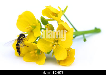 Senf-Blüten mit einer Biene auf weißem Hintergrund Stockfoto