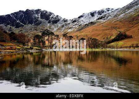 Kiefern auf dem Ufer Buttermere, Nationalpark Lake District, Cumbria, England, UK Stockfoto