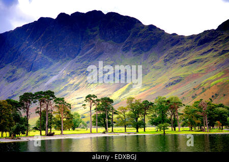 Kiefern auf dem Ufer Buttermere, Nationalpark Lake District, Cumbria, England, UK Stockfoto