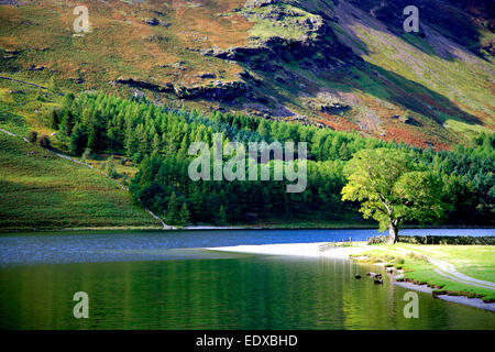 Kiefern auf dem Ufer Buttermere, Nationalpark Lake District, Cumbria, England, UK Stockfoto