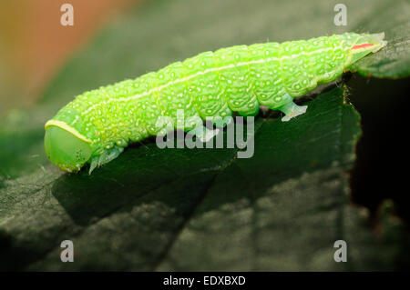 Grüne Raupe Silber-Linien (Pseudoips Prasinana). Stockfoto