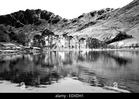 Kiefern auf dem Ufer Buttermere, Nationalpark Lake District, Cumbria, England, UK Stockfoto