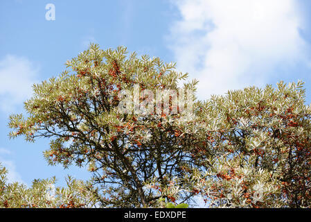 Sanddorn (Hippophae Rhamnoides) Stockfoto