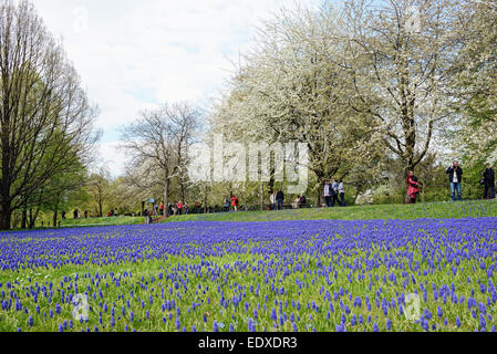 BRITZ, BERLIN / Deutschland 1. Mai 2013: Menschen Parkbesuch in Berlin Bezirk Britz mit Trauben Hyazinthe in Blüte und Kirsche Baum Stockfoto