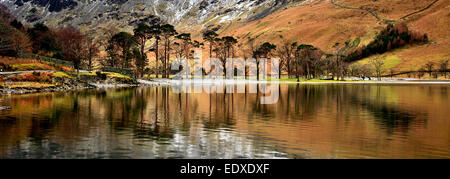 Kiefern auf dem Ufer Buttermere, Nationalpark Lake District, Cumbria, England, UK Stockfoto