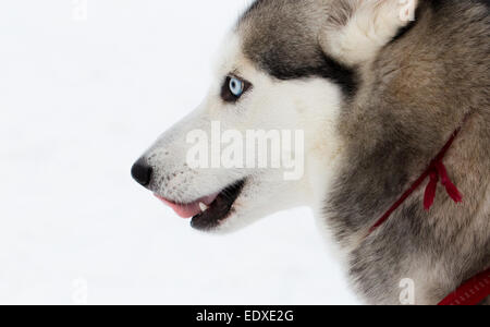 Siberian Husky. Porträt von ein Siberian Husky auf Schnee Hintergrund. Stockfoto