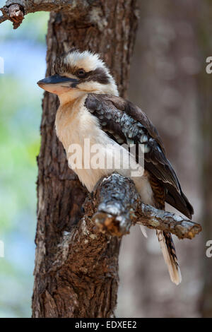 Lachende Kookaburra in einem Baum, Australien Stockfoto