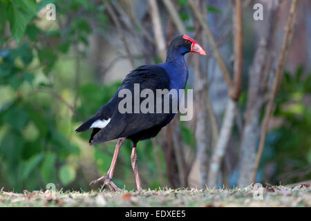 Purpurhuhn, Wandern in den Wäldern, Australien Stockfoto