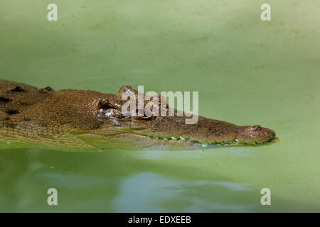 Krokodil im australischen Zoo, Beerwah, Australien Stockfoto