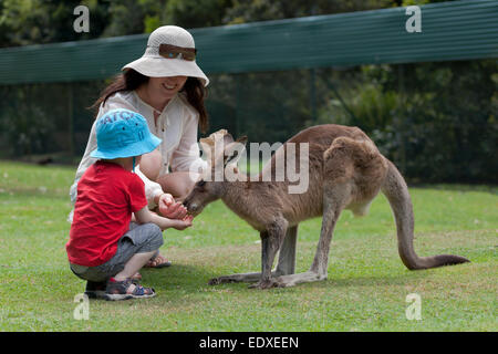 Mutter und Kind füttern eine Red Kangaroo im Australian Zoo, Beerwah, Australien Stockfoto