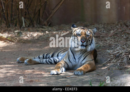 Sumatra-Tiger in der australischen Zoo Beerwah, Australien Stockfoto