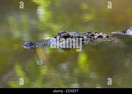 Krokodil im australischen Zoo, Beerwah, Australien Stockfoto