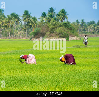 THANJAVOUR, Indien - Februar 13: Ein unbekannter die indischen Frauen in ländlichen Gebieten Pflanzen Reis, Sprossen und arbeitenden Menschen im Feld-Hof. In Stockfoto