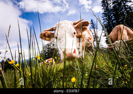 Bayerische Alpen grasende Kühe auf den Almen im Sommer (Fleckvieh). Stockfoto