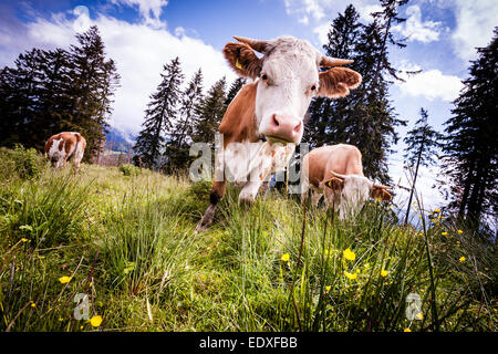 Bayerische Alpen grasende Kühe auf den Almen im Sommer (Fleckvieh). Stockfoto