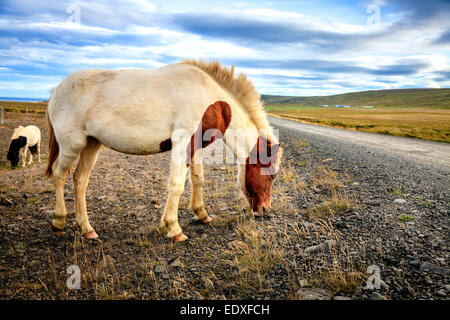 Isländische Pony auf einem abgelegenen Schotterweg in Island Stockfoto