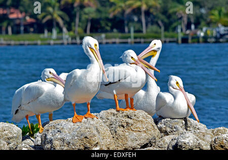 Amerikanische weiße Pelikane glänzen in der Sonne, wie sie auf Felsen in den Gulf Intracoastal Waterway in Sarasota entlang der Golf-Küste von Florida, USA ruhen. Stockfoto