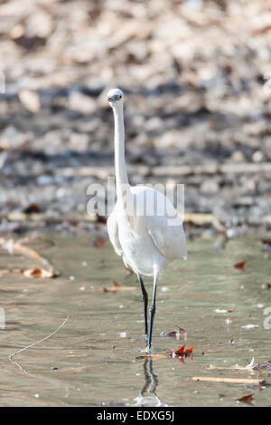 Gemeinsamen Reiher, Egretta Garzetta auf der Suche nach Nahrung wie Fisch Stockfoto