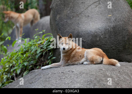 Dingos in den australischen Zoo, Beerwah, Australien Stockfoto