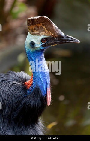 Kasuar Vogel, Queensland, Australien Stockfoto