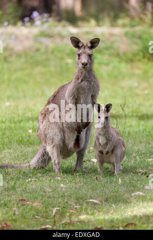 Mutter und junges Känguru in New South Wales, Australien Stockfoto