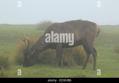 Sambar Hirsche (Rusa Unicolor) Fütterung Grass in Misty Morning, Horton Plains, Sri Lanka Stockfoto