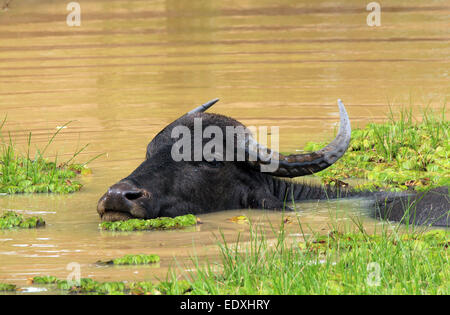 Asiatische Wasserbüffel (Bubalus beispielsweise) in einem Teich, Yala-Nationalpark, Sri Lanka Stockfoto