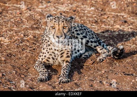 Ein Gepard liegend auf dem Boden in den Busch Veld Namibias vollständig sichtbar. Stockfoto