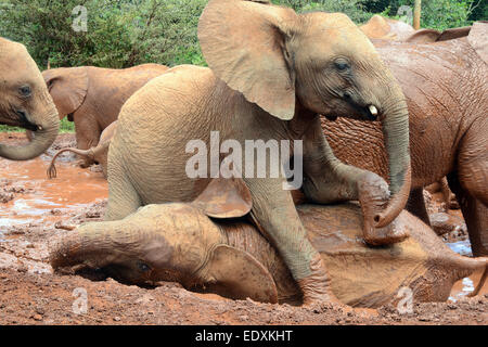 Baby-Elefant auf einem anderen spielen im Schlamm im David Sheldrick Waisenhaus in Nairobi Kenia Stockfoto