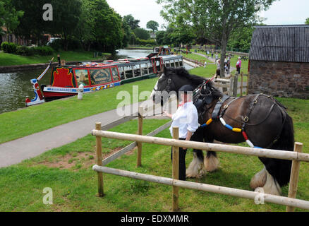 Bereit für die Arbeit auf einem Pferd gezogenen Lastkahn an der Great Western Canal, Tiverton, Devon Stockfoto