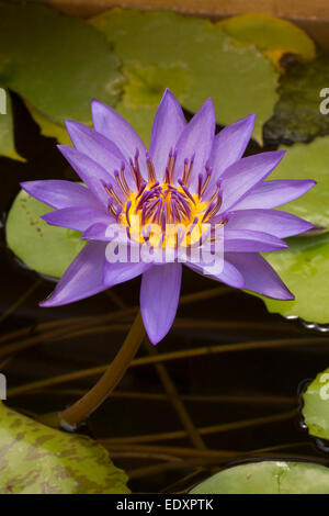 Seerose, Nymphaea-Arten, Sorte, Washington, DC Stockfoto