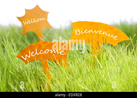 Drei Etiketten mit niederländischen Text Welkom und französische Text Bienvenue willkommen was bedeutet, dass auf dem sonnigen grünen Rasen für Frühling oder Sommer-Gefühl Stockfoto