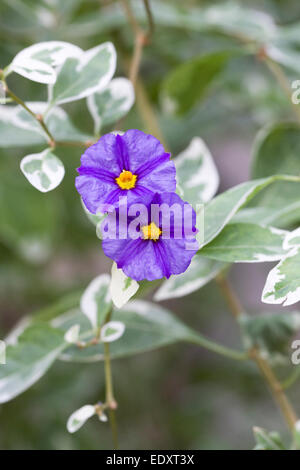 Lycianthes Rantonnetti 'ist Lynn bunt". Bunte blaue Kartoffel Strauch wächst in einer geschützten Umgebung. Stockfoto