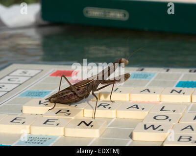 Eine Gottesanbeterin auf Kunststoff gefliesten Buchstaben ein Scrabble-Brett zu begleichen. Stockfoto