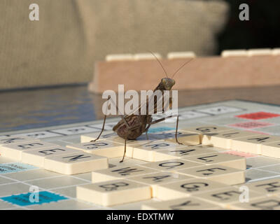 Eine Gottesanbeterin auf Kunststoff gefliesten Buchstaben ein Scrabble-Brett zu begleichen. Stockfoto