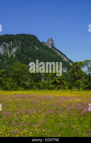 Blumenwiese Mit Blick Auf den Kofel in Den Ammergauer Alpen, Bayern, Oberbayern, Deutschland, Blumen Wiese mit Blick auf die Kofe Stockfoto