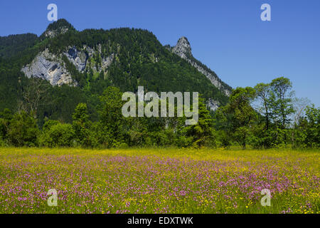 Blumenwiese Mit Blick Auf den Kofel in Den Ammergauer Alpen, Bayern, Oberbayern, Deutschland, Blumen Wiese mit Blick auf die Kofe Stockfoto