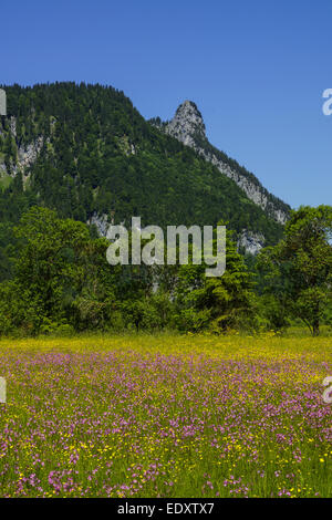 Blumenwiese Mit Blick Auf den Kofel in Den Ammergauer Alpen, Bayern, Oberbayern, Deutschland, Blumen Wiese mit Blick auf die Kofe Stockfoto