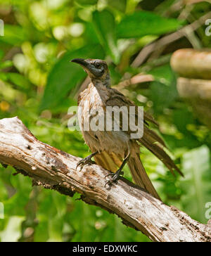 Australische laut Friarbird, Philemon Corniculatus triefend nass nach dem Bad im Garten Vogelbad auf Ast vor Hintergrund der grünen vegetation Stockfoto